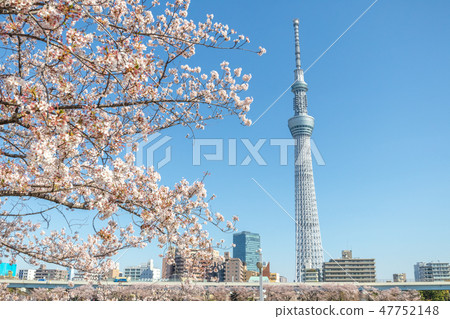 Spring Tokyo Sky Tree and Sakura Sumida Park Spring Tokyo Sky Tree and Sakura Sumida Park 47752148