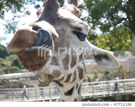 Giraffe's dough 3 Giraffe's dough 3 47752186