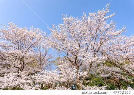 Cherry blossoms of Harun Menuma rice fields Cherry blossoms of Harun Menuma rice fields 47752193