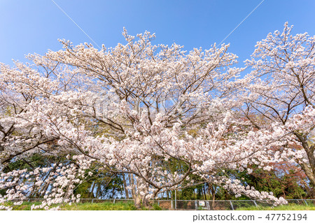 Cherry blossoms of Harun Menuma rice fields Cherry blossoms of Harun Menuma rice fields 47752194