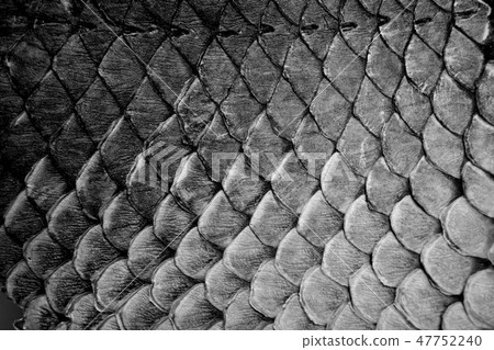 Piraruku monochrome 47752240