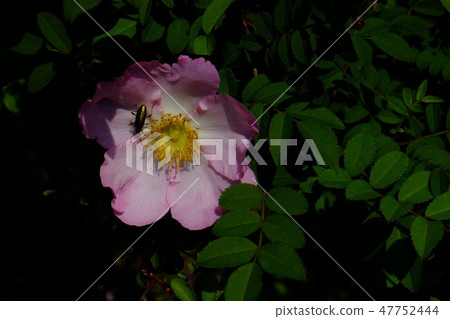 Sunshow roses and insects 47752444