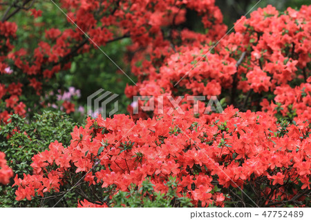 Beautiful pink rhododendron flowers Beautiful pink rhododendron flowers 47752489