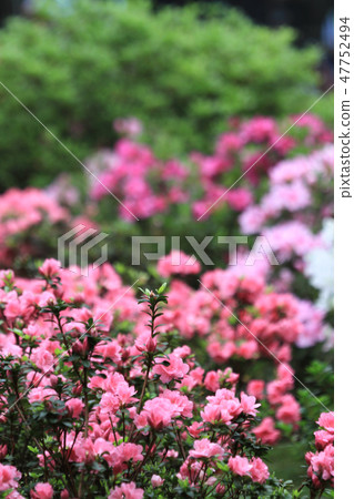 Beautiful pink rhododendron flowers Beautiful pink rhododendron flowers 47752494