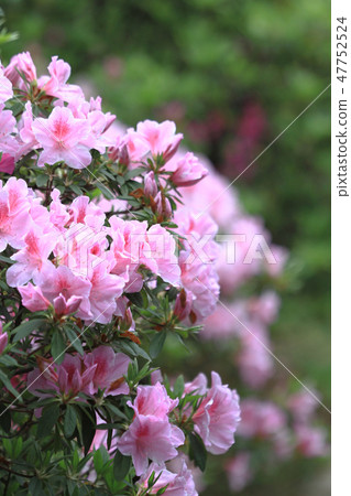 Beautiful pink rhododendron flowers Beautiful pink rhododendron flowers 47752524