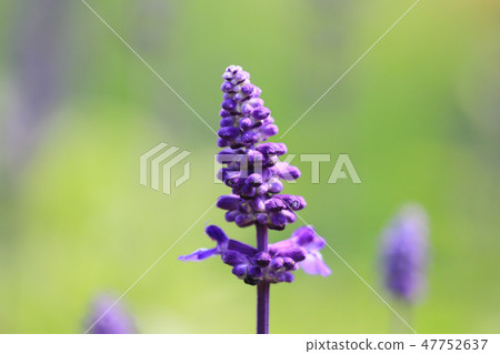 Lavender flower on the garden at flower show 47752637
