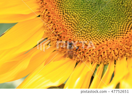 Yellow sun flower petal closeup Yellow sun flower petal closeup 47752651