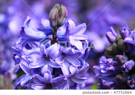 Lavender flower on the garden at flower show Lavender flower on the garden at flower show 47752664