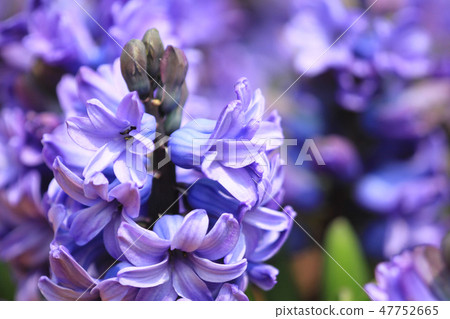 Lavender flower on the garden at flower show Lavender flower on the garden at flower show 47752665