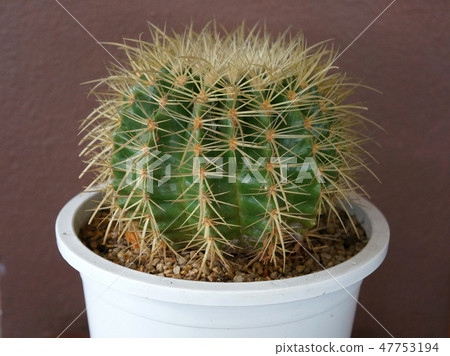 Closeup view of green cactus in pots Closeup view of green cactus in pots 47753194