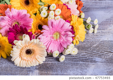 Fresh Gerbera Flowers on Wooden Background 47753493