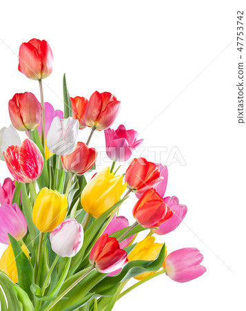 flowers of tulip isolated flowers of tulip isolated 47753742