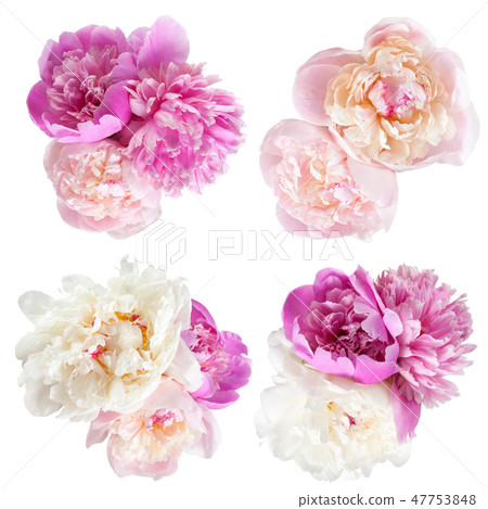 Peonies flower 47753848