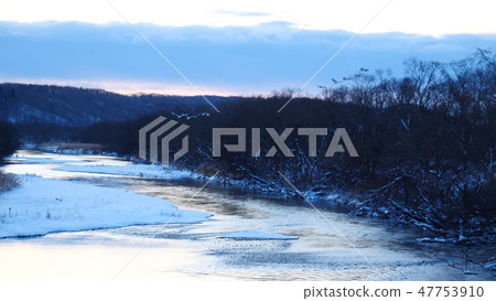 Swans of Kushiro River 47753910