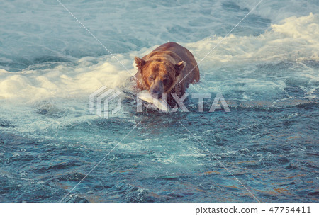 Bear on Alaska Bear on Alaska 47754411