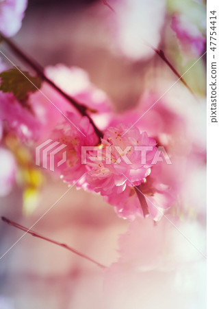 Almond tree 47754414