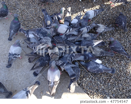 Multiple pigeons to gather at bait Multiple pigeons to gather at bait 47754547