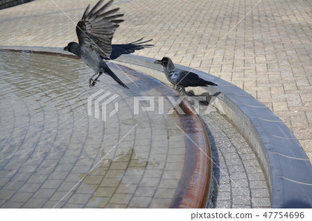 Flying crow Flying crow 47754696