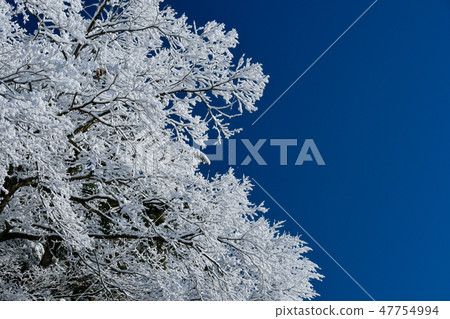 Fog and ice trees Fog and ice trees 47754994