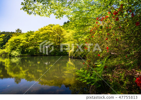 (Shizuoka Prefecture) Mountain Azalea blooms, Forest Park of Kannami 47755813