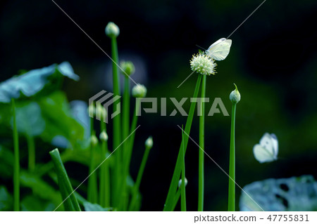 洋蔥葉 洋蔥葉 47755831