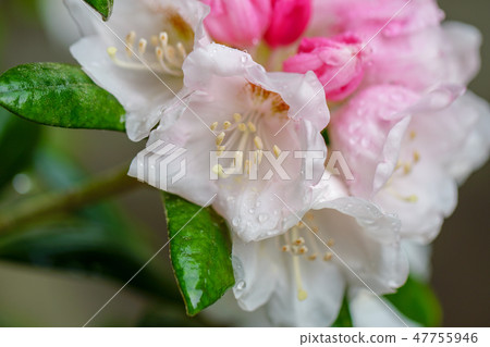 Yakushima Ishikaga flowers Yakushima Ishikaga flowers 47755946