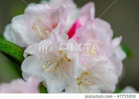 Yakushima Ishikaga flowers Yakushima Ishikaga flowers 47755950
