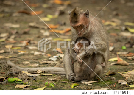 Long-tailed macaque sits cuddling baby among leave Long-tailed macaque sits cuddling baby among leave 47756914