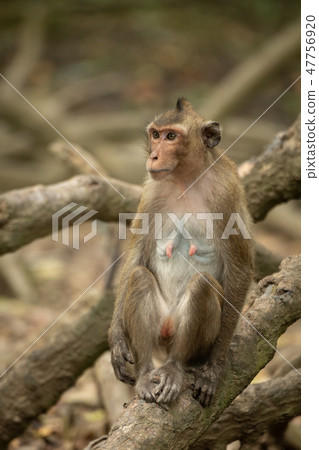 Long-tailed macaque sits among tangled mangrove ro Long-tailed macaque sits among tangled mangrove ro 47756920