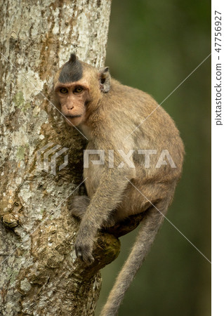 Long-tailed macaque on tree trunk facing camera 47756927