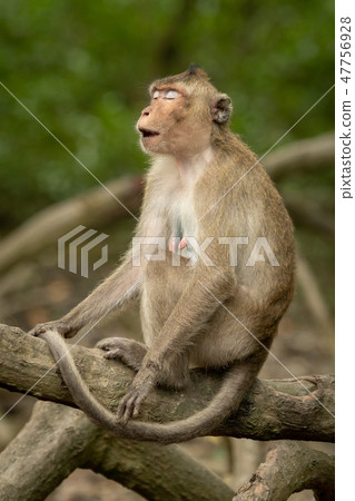 Long-tailed macaque on root with eyes closed 47756928