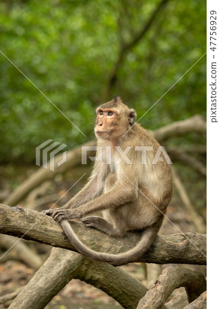 Long-tailed macaque on mangrove root looks up Long-tailed macaque on mangrove root looks up 47756929