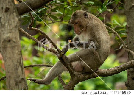 Long-tailed macaque on branch looks at biscuit Long-tailed macaque on branch looks at biscuit 47756930