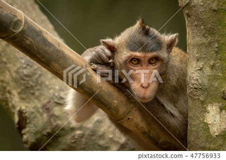 Long-tailed macaque on bamboo pole in tree 47756933