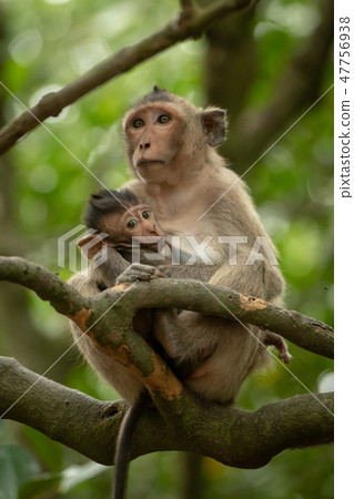 Long-tailed macaque nurses baby on tree branch 47756938