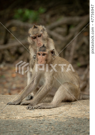 Long-tailed macaque grooms mate on concrete pathwa Long-tailed macaque grooms mate on concrete pathwa 47756947