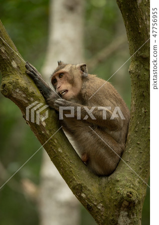 Long-tailed macaque grooming itself in forked bran Long-tailed macaque grooming itself in forked bran 47756955
