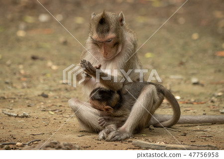 Long-tailed macaque examines hand while carrying b Long-tailed macaque examines hand while carrying b 47756958