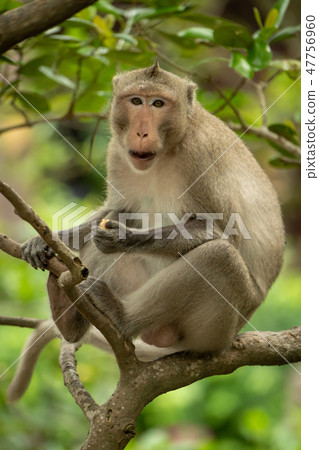 Long-tailed macaque eats in tree facing camera 47756960