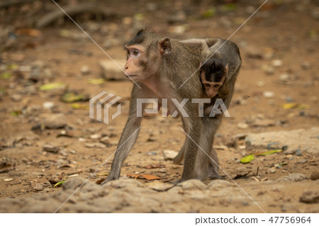 Long-tailed macaque carries baby over sandy rocks 47756964