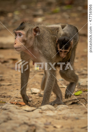 Long-tailed macaque carries baby over rocky ground Long-tailed macaque carries baby over rocky ground 47756966