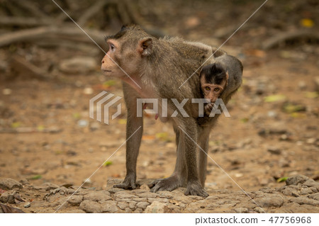 Long-tailed macaque carries baby on sandy rocks Long-tailed macaque carries baby on sandy rocks 47756968