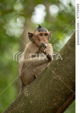 Long-tailed macaque bites shiny object on branch Long-tailed macaque bites shiny object on branch 47756969
