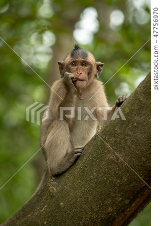 Long-tailed macaque bites shiny object in tree 47756970