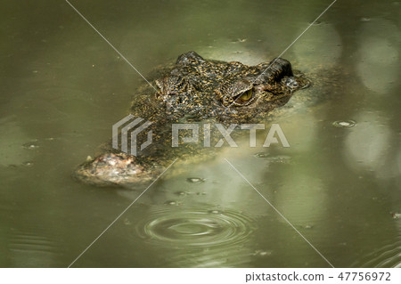 Crocodile head moves slowly through muddy water Crocodile head moves slowly through muddy water 47756972
