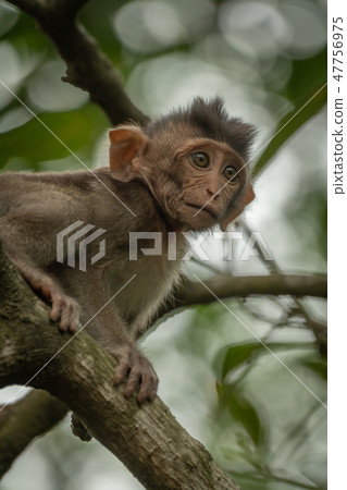 Close-up of baby long-tailed macaque on branch 47756975