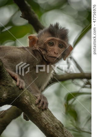 Close-up of baby long-tailed macaque in tree 47756976