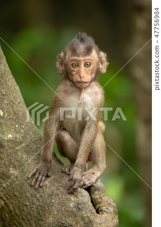 Baby long-tailed macaque sits on tree trunk Baby long-tailed macaque sits on tree trunk 47756984