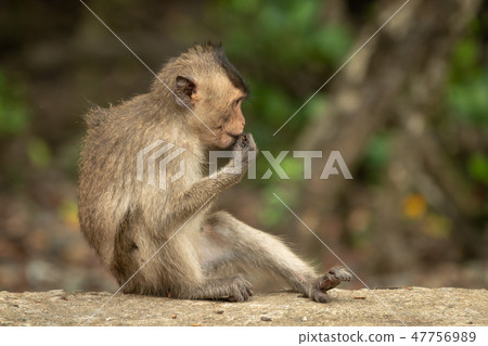 Baby long-tailed macaque sits eating on wall 47756989