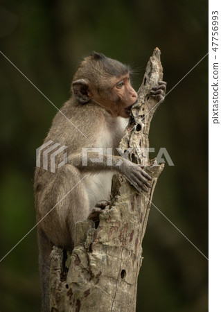 Baby long-tailed macaque sits chewing tree stump Baby long-tailed macaque sits chewing tree stump 47756993